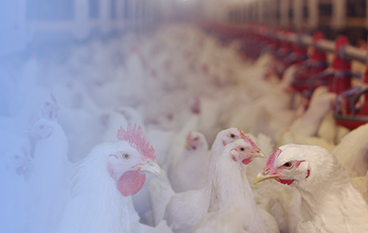  瑞達狀（家禽）