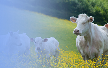  溢康能（反芻）